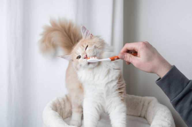 Cat tooth brushing with an orange brush