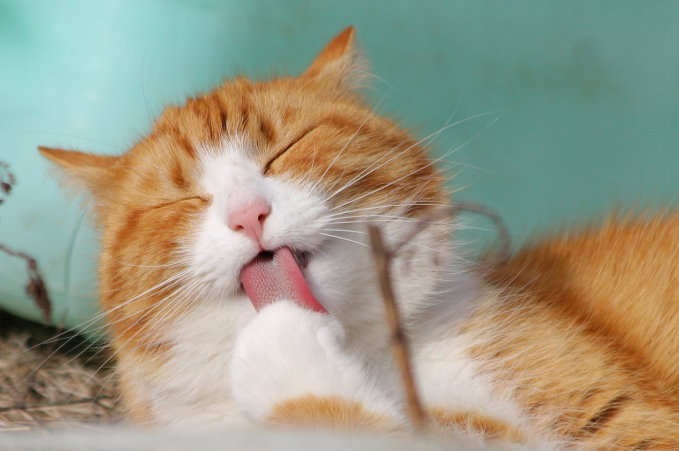 An elder cat licking its paws