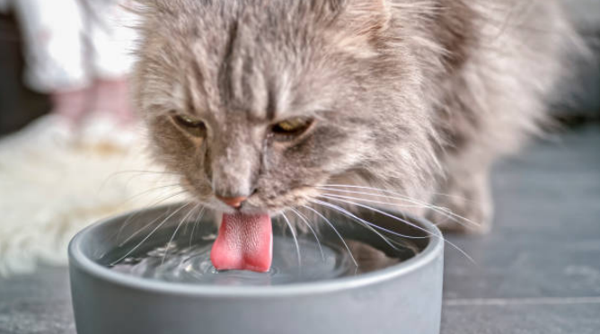 A cat is drinking water from a bowl
