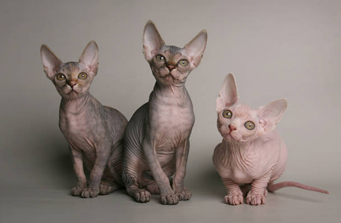 Three hairless cats looking at the camera with interest