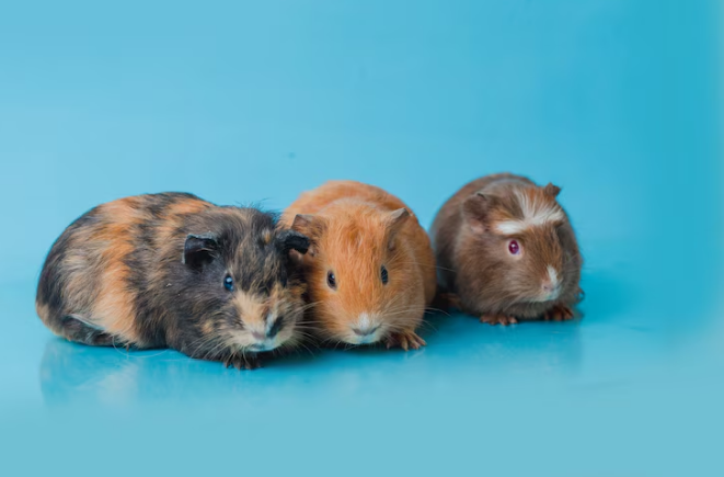 guinea pigs