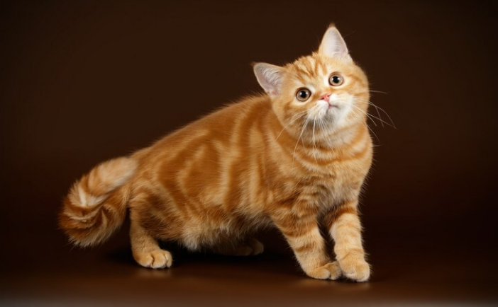 innocent cat