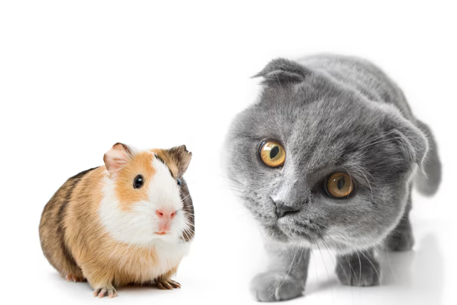 cat with guinea pig