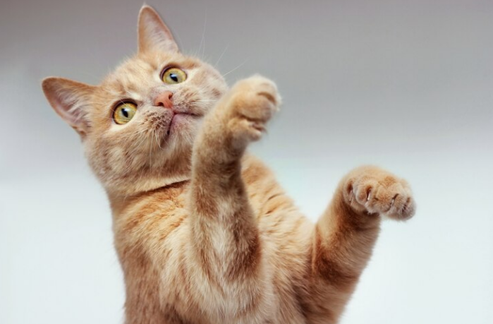 Cat playing