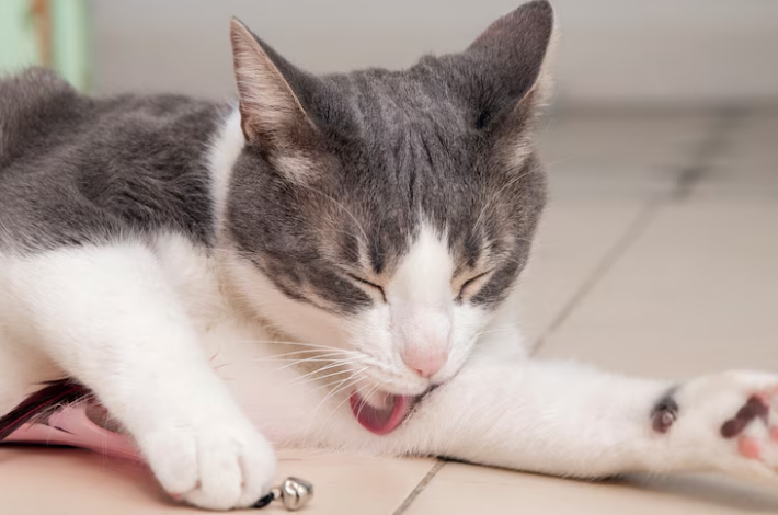 Cat Hiccups
