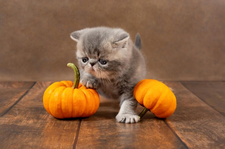 pumpkin for cats