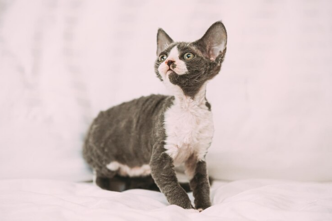 Devon Rex Cat
