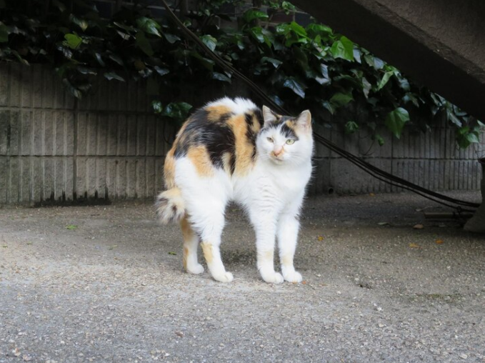 Cat standing on field against plant