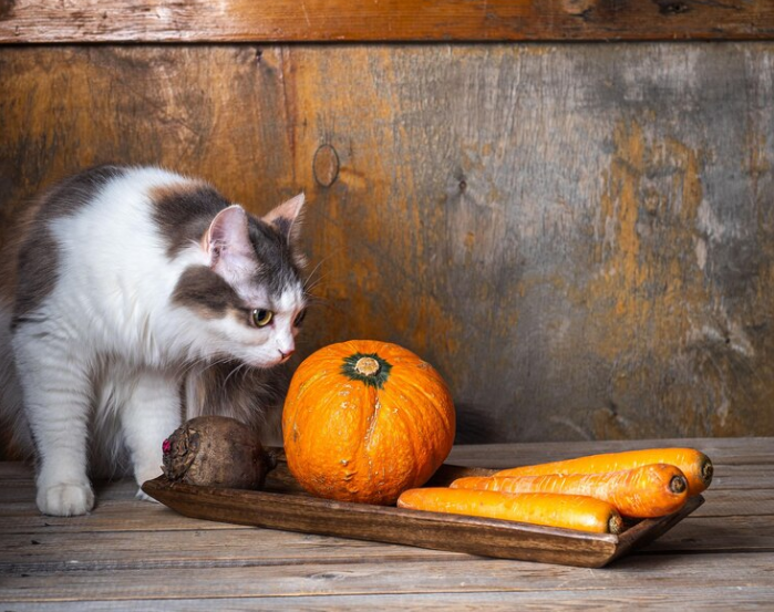 cat sniffing vegetables