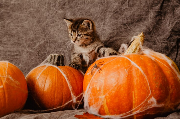 kitten with pumpkins