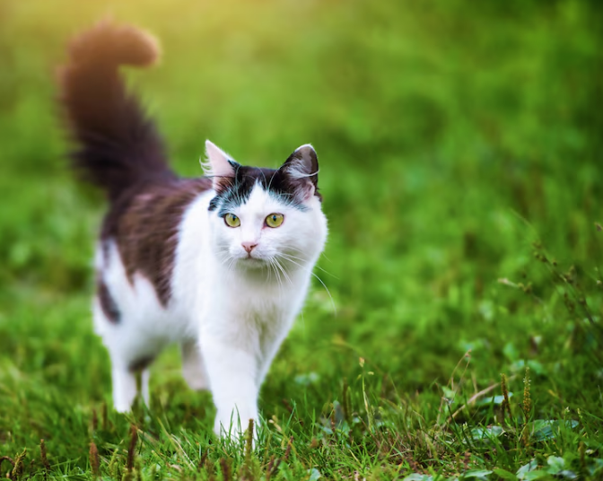 cat wandering