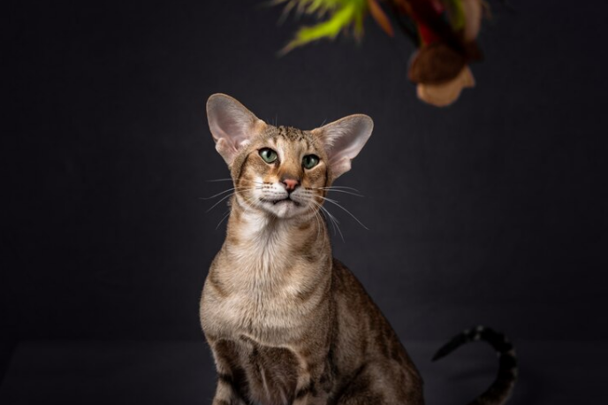 Javanese Cat
