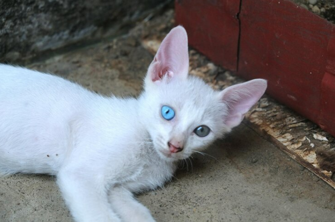khao manee kitten