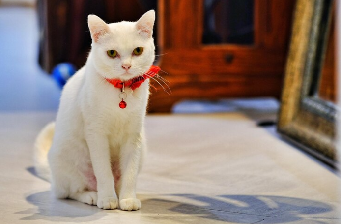 Khao Manee Cat Essentials: Health, Care & Traits