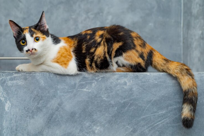 Do Cats Fart? What's Normal, What's Not