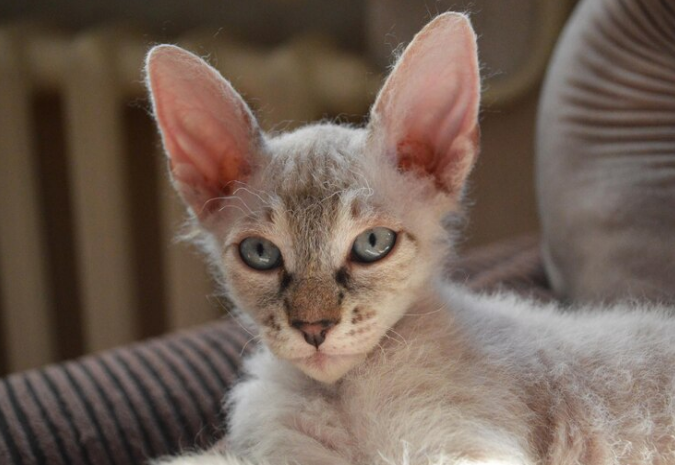 Devon Rex Cat