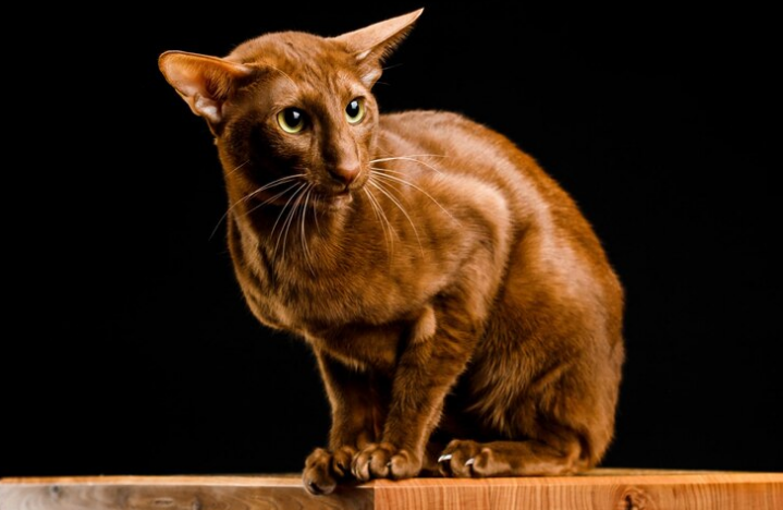 How to Care for a Javanese Cat: Feeding, Grooming, And Behavior