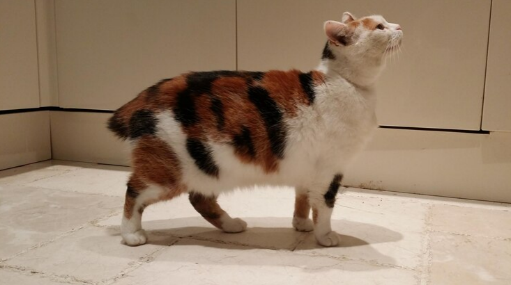 How to Care for a Japanese Bobtail Cat?