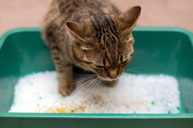 Stressed cat avoiding scented litter box