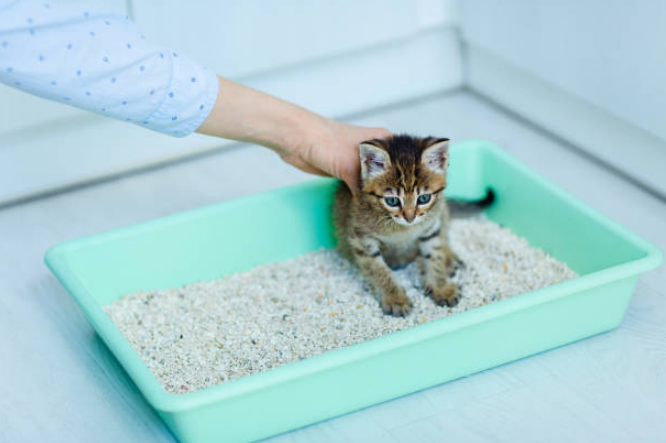 Is Scented Litter Bad for Cats?