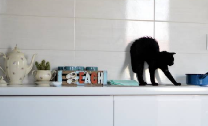 Cat pushes things off the counter