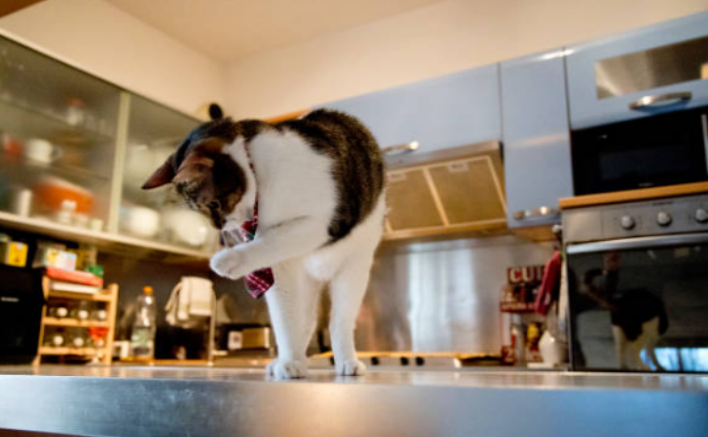 Why do cats push things off counters？The Real Reason Behind the Mischief