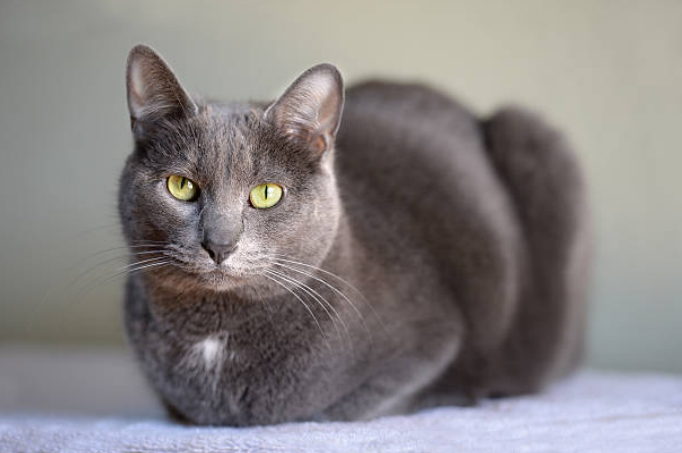 Korat Cat Breed Guide: Thailand's Silver-Blue Treasure