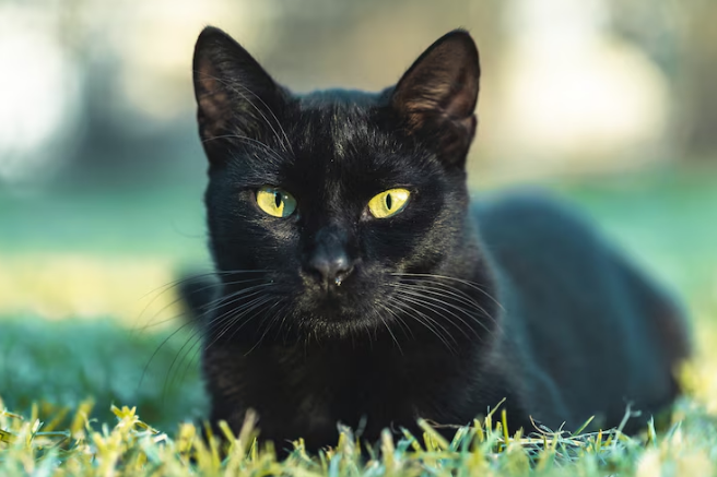 Black cat lying on grass