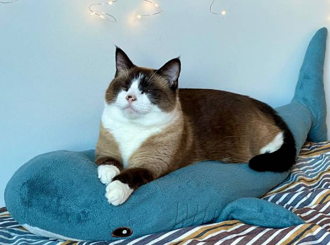 cat comfortably lying on a cozy shark toy.