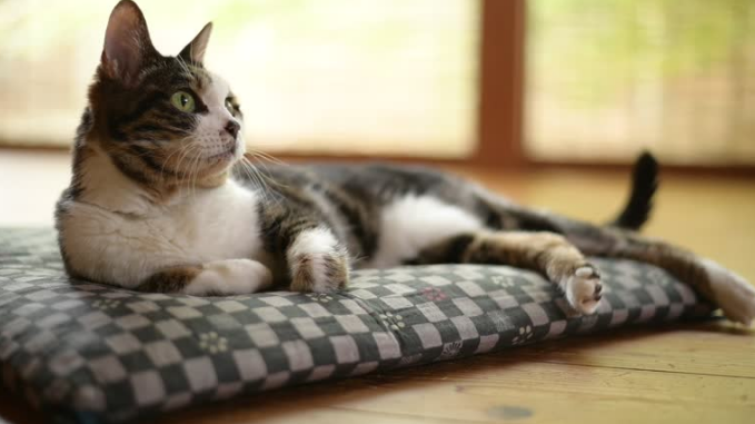 Do Cats like Heating pads