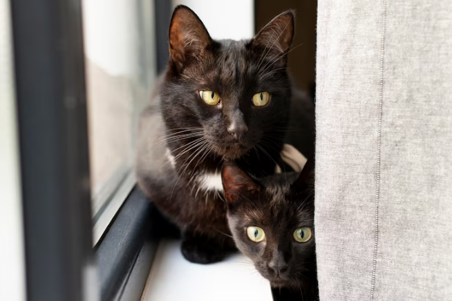 Bombay Cat vs. Black Cat: How to Tell the Difference