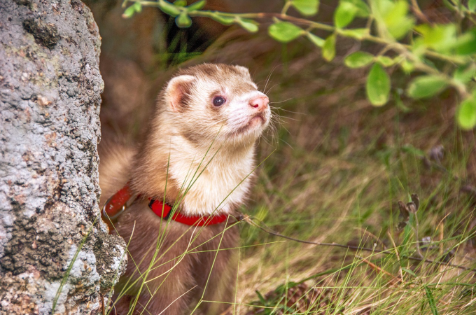 Curious ferret searching in a garden