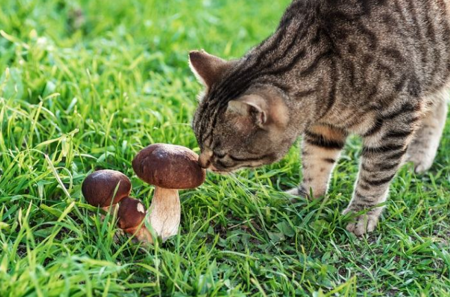 A cat smelling a mushroom