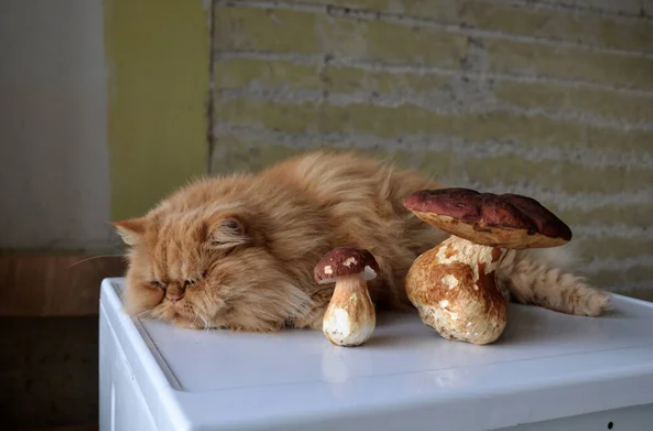 Cat near a mushroom