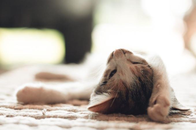 Autoimmune skin condition in a cat