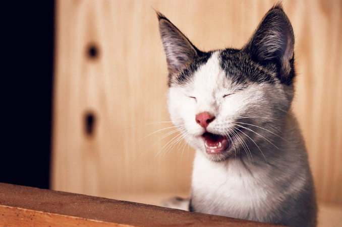 Cat with autoimmune disease showing facial crusting and skin lesions