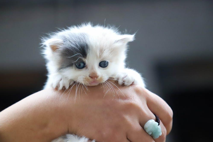 Cat displaying typical autoimmune disease symptoms