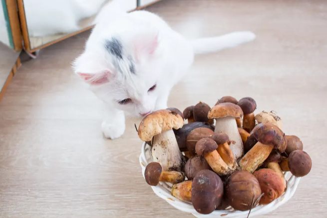 Cat trying to eat a mushroom
