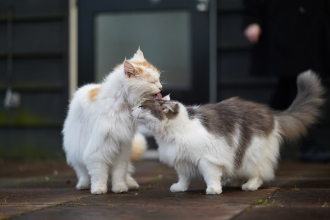 Cat being friendly and playful with another cat