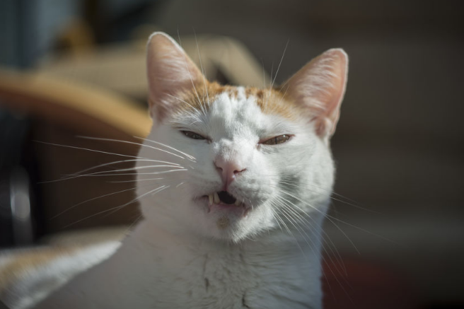 cat with infection