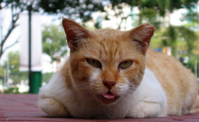 cat with asthma