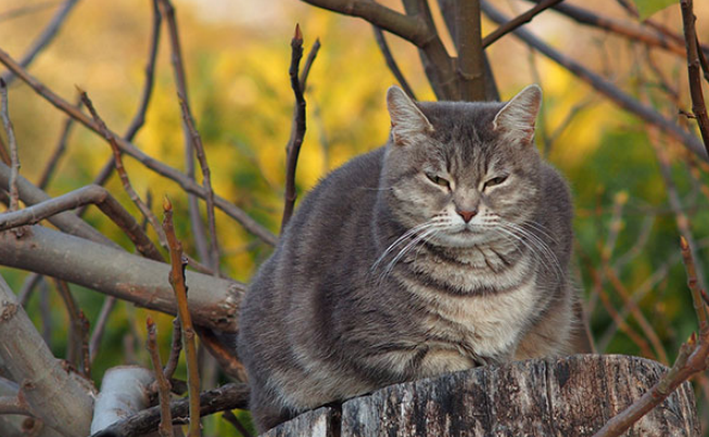 obesity in cats