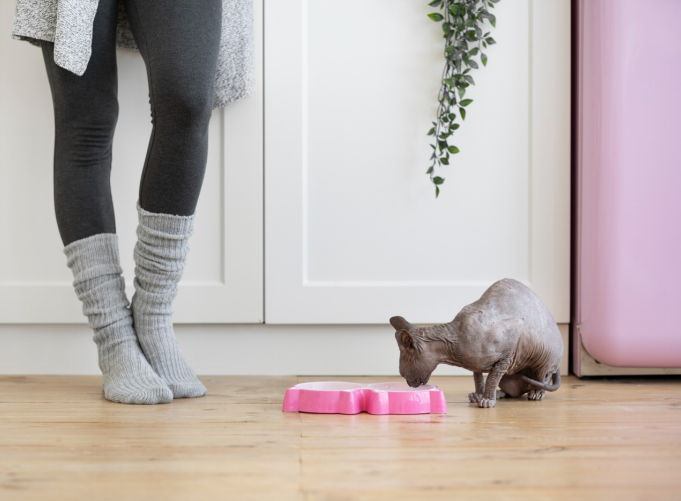 cat eating