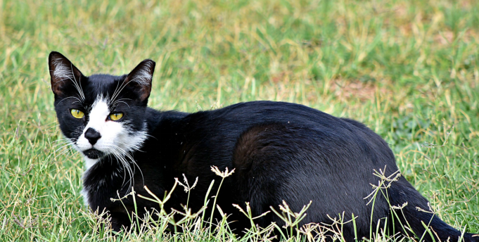 bombay cat sitting in grass