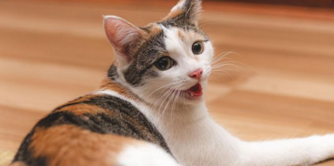 cat breathing fastly