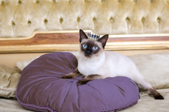 Royal Cats