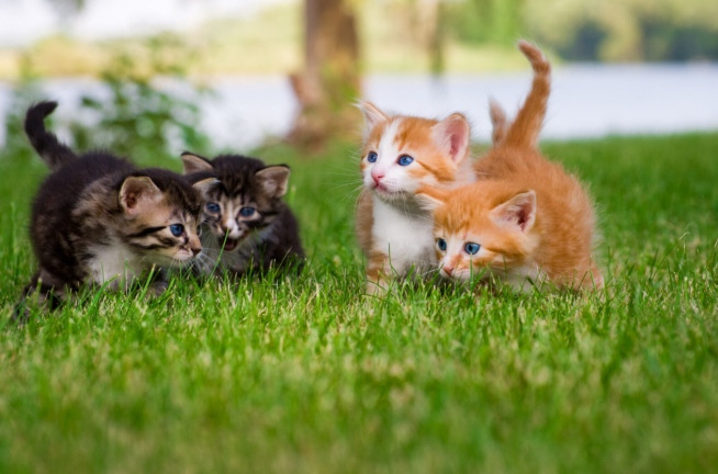 superfecundation cats playing together