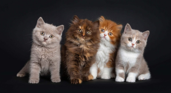 superfecundation cat sitting together
