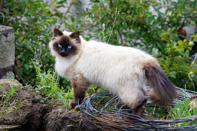 Himalayan cat physical appearance