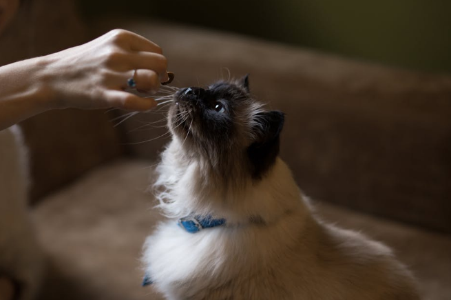 training a Himalayan cat